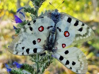 Parnassius apollo  Apollofalter  Apollo