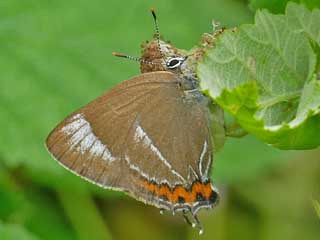 Ulmen-Zipfelfalter Satyrium w-album White-letter Hairstreak