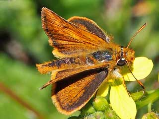 Thymelicus christi  Kanarischer Braundickkopffalter Canary Skipper