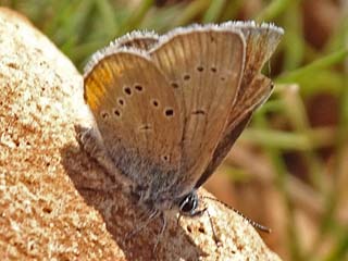 Rotkleebluling  Unterart ssp. helena, Violetter Waldbluling, Cyaniris semiargus Polyommatus Mazarine Blue