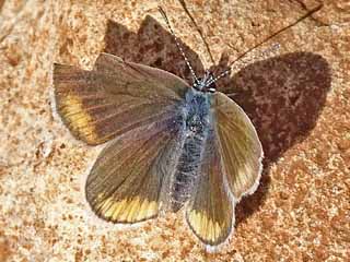 Rotkleebluling  Unterart ssp. helena, Violetter Waldbluling, Cyaniris semiargus Polyommatus Mazarine Blue