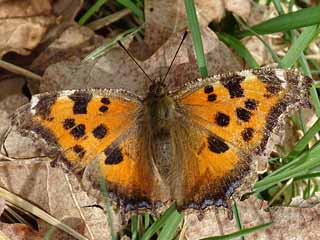 Nymphalis xanthomelas stlicher Groer Fuchs Yellow-legged Tortoiseshell