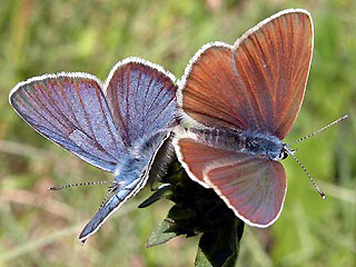 Paarung Rotklee-Bluling Violetter Wald-Bluling Polyommatus semiargus Mazarine Blue