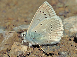 Zahnflügel-Bläuling männlich Meleageria daphnis Meleager's Blue