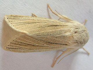 Ried-Weistriemeneule  Simyra albovenosa  Reed Dagger