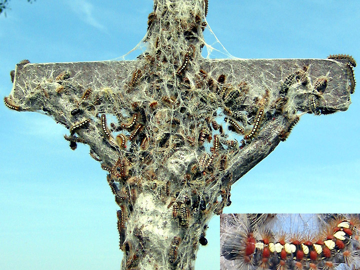Raupen Leucoma salicis Pappel-Trgspinner White Satin Moth