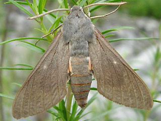 Fledermausschwärmer Hyles vespertilio Dusky Hawk-moth