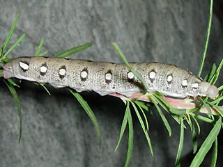 Raupe Fledermausschwärmer Hyles vespertilio Dusky Hawk-moth