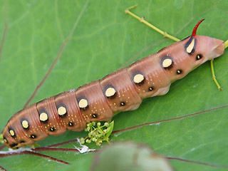 Raupe Labkraut-Schwrmer Hyles gallii Bedstraw Hawk-moth
