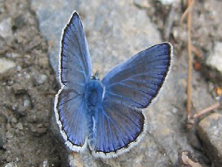 Mnnchen Polyommatus escheri Escher's Blue