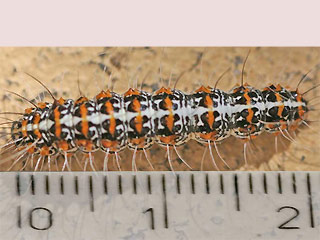 Raupe Punktbr Punktbr Grassteppenschnbr Utetheisa pulchella Crimson-speckled Moth