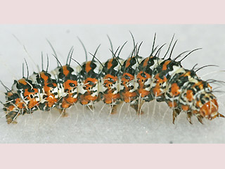 Raupe Punktbr Punktbr Grassteppenschnbr Utetheisa pulchella Crimson-speckled Moth
