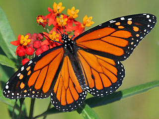 Monarch Danaus plexippus Milkweed Schmetterlinge und Raupen Sdeuropas Griechenland Italien Sdfrankreich Spanien Portugal Korsika Sardinien Kroatien Schmetterling