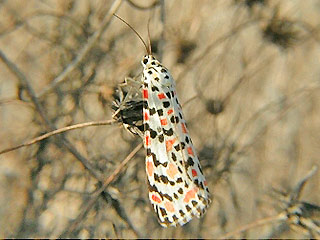Punktbr Grassteppenschnbr Utetheisa pulchella Crimson-speckled Moth