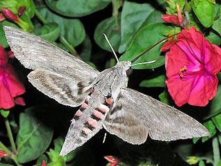 Falter im Flug Windenschwärmer Agrius convolvuli Convolvulus Hawk-moth