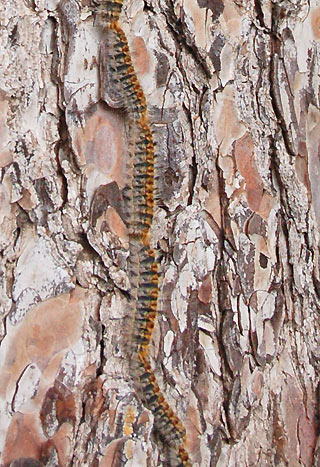 Raupen beim Verlassen der Kiefer Pinien-Prozessionsspinner Thaumetopoea pityocampa Pine Procession Moth