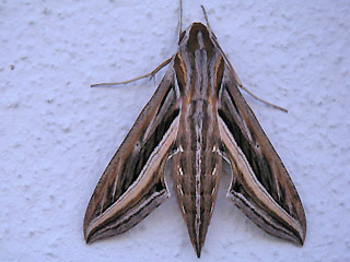 Groer Weinschwrmer Hippotion celerio Silver-striped Hawk-moth