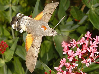 Taubenschwnzchen Kolibri - Schwrmer Macroglossum stellatarum Humming-bird Hawk-moth Wanderfalter im Winter an Edgeworthia papyrifera saugend