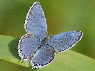 Mnnchen Kurzschwnziger Bluling Cupido ( Everes ) argiades Short-tailed Blue