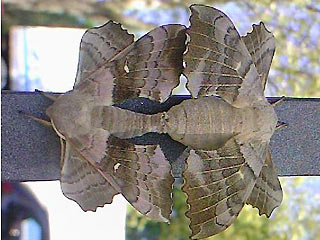 Paarung Pappelschwrmer Laothoe populi Poplar Hawk-moth