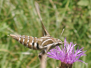 Falter im Flug Linienschwrmer Hyles livornica Striped Hawk-moth
