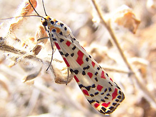 Punktbr Grassteppenschnbr Utetheisa pulchella Crimson-speckled Moth