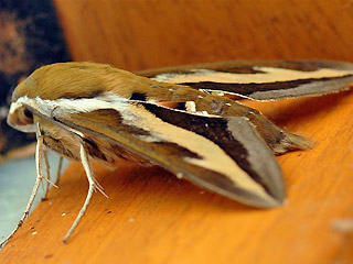 Labkraut-Schwrmer Hyles gallii Bedstraw Hawk-moth