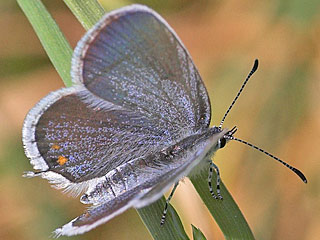 Weibchen Cupido argiades  Kurzschwnziger Bluling Short-tailed Blue