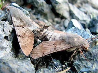 Paarung Kolibri-Falter Kolibri-Schwrmer Macroglossum stellatarum Taubenschwnzchen Humming-bird Hawk-moth Kolibri