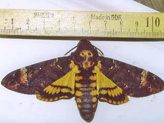 Totenkopfschwrmer Acherontia atropos Deathhead Hawk-moth Teneriffa Fuerteventura Gran Canaria Lanzarote La Palma La Gomera El Hierro