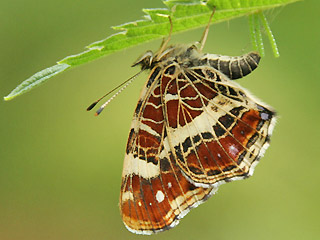 Weibchen bei Eiablage Landkärtchen Araschnia levana Map Butterfly