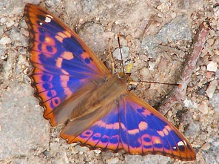Männchen Kleiner Schillerfalter Apatura ilia  Lesser Purple Emperor  f.clytie