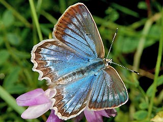 Weibchen Zahnflügel-Bläuling weiblich Meleageria daphnis Meleager's Blue