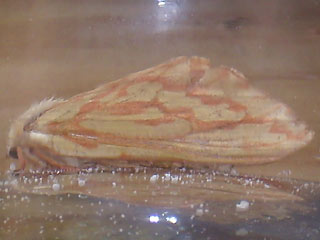 Weibchen Hepialus humuli Groer Hopfen-Wurzelbohrer Ghost Moth