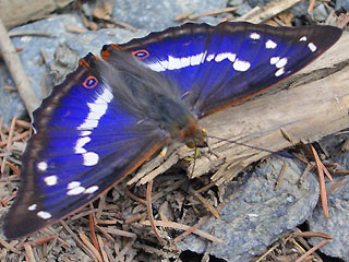 Männchen Großer Schillerfalter Apatura iris  Purple Emperor