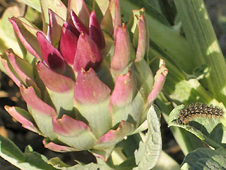 Raupe auf Artischocke Flockenblumen-Scheckenfalter Melitaea phoebe Knapweed Fritillary