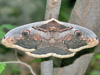Wiener Nachtpfauenauge Saturnia pyri Large Emperor Moth Groes Nachtpfauenauge Great Peacock Moth
