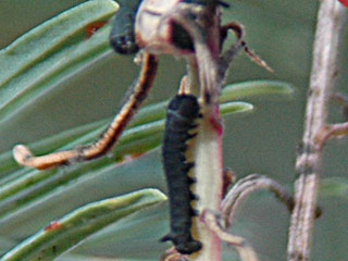 Eirupchen Hyles euphorbiae Wolfsmilchschwrmer Spurge Hawk-moth