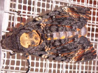 Totenkopfschwrmer Acherontia atropos Deathhead Hawk-moth Wanderfalter migration