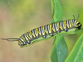 Raupe Monarch Danaus plexippus Milkweed