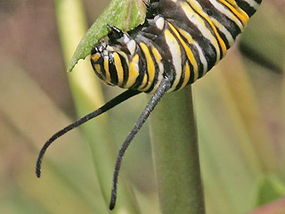 Raupe Monarch Danaus plexippus Milkweed