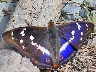 Männchen Großer Schillerfalter Apatura iris  Purple Emperor