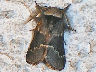 Männchen Kleine Pappelglucke   Poecilocampa populi   December Moth