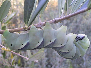 Raupe Totenkopfschwrmer Acherontia atropos Deathhead Hawk-moth Wanderfalter migration