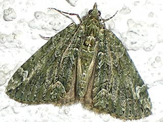 Olivgrner Bindenspanner Chloroclysta siterata Red-green Carpet 