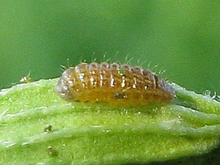 Raupe Polyommatus eumedon Storchschnabel-Bläuling Geranium Argus