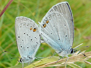 Paarung Cupido argiades  Kurzschwnziger Bluling Short-tailed Blue