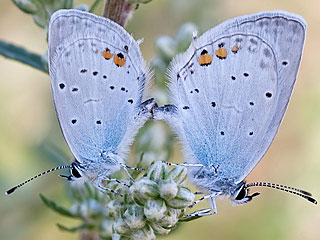 Paarung Cupido argiades  Kurzschwnziger Bluling Short-tailed Blue