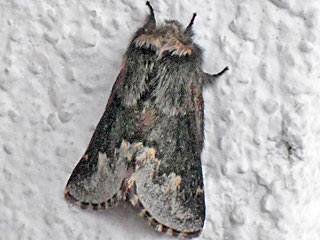 Poecilocampa alpina  Lrchenglucke  December Moth