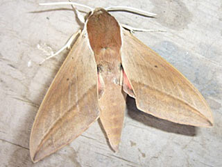 Theretra alecto  Levant Hawk-moth Orientalischer Weinschwrmer